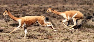 Vicuñas Valle Colca